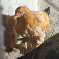 مرغ و خروس پاپر