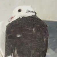 طوقی|پرنده|شیراز, تل حسین‌آباد|دیوار