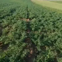 نخود قرمز