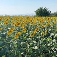 باغ-1700-متری-کردان-کوهسار-استثنایی