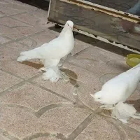 پرنده