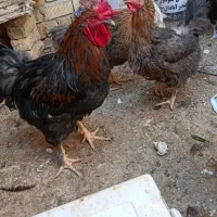 خروس|حیوانات مزرعه|شیراز, کرونی(خاتونک)|دیوار