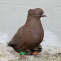 اسباب بازی الکی|حیوانات|تربت‌حیدریه, کوی شهید احمدزاده ملکی|دیوار