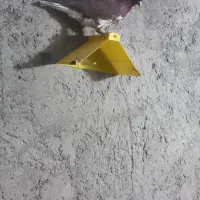 کبوترسرخ دم سفید