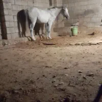 اسب