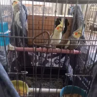 عروس هلندی