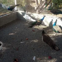 فروش طاووس|حیوانات مزرعه|هشتگرد, فشند|دیوار