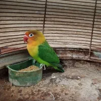 مرغ عشق و کوتوله برزیلی|پرنده|مرودشت, دولت آباد|دیوار