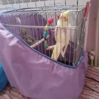یک جفت عروس هلندی با قفس
