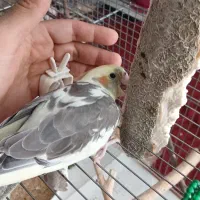 عروس هلندی گمشده|پرنده|زنجان, |دیوار