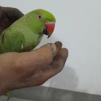 سلام طوطی دستی|پرنده|نجف‌آباد, ویلاشهر|دیوار