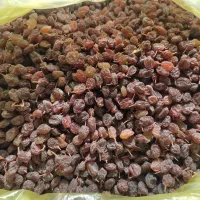 کشمش افتابی