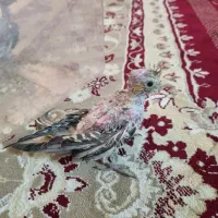 جوجه عروس هلندی و ی نر سفید|پرنده|کازرون, |دیوار