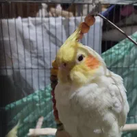 مرغ عشق|پرنده|اندیشه, شهرک المهدی|دیوار