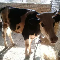 تلیسه آبستن|حیوانات مزرعه|گرگان, |دیوار