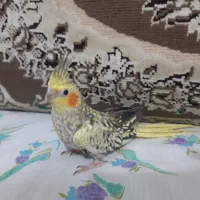 طوطی عروس هلندی|پرنده|آمل, |دیوار