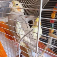 یک جفت عروس