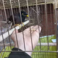 مرغ مینا|پرنده|خمینی‌شهر, |دیوار