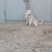 سگ ساموئید سامویید ماده اصیل|سگ|بجنورد, |دیوار