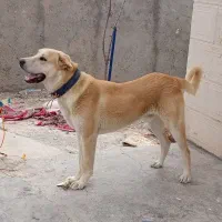 سرابی جنگی|لامپ و چراغ|دشتابی, |دیوار