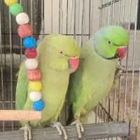 طوطی نر و ماده ملنگو نیمه رام و سخنگو (15 کلام)