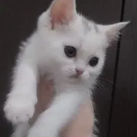 گربه بیریتیش سفیدو اسکاتیش پرشین مشکی|گربه|تهران, انبار نفت|دیوار