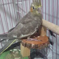 عروس هلندی|پرنده|قشم, |دیوار