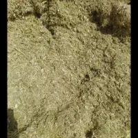 کاه درجه یک لوبیا با گندم درجه یک تحویلی