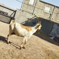 فروش 1 راس بز جوان پورشیر|حیوانات مزرعه|قزوین, |دیوار
