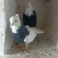 کفتر یک جفت طوقی سیاه نرو ماده پاک ضمانتی