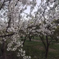 سلام هرس درخت سیب وهلو وغیره|خدمات باغبانی و درختکاری|تخت سلیمان, |دیوار