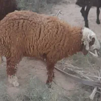 بره نر خوب و سرحال برای فروش