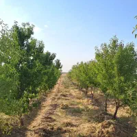 مامونیه،با ۱۰۰ میلیون باغچه بخر|فروش زمین و ملک کلنگی|زرندیه, |دیوار