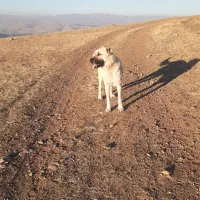 سگ سرابی گله ای|سگ|اهر, |دیوار