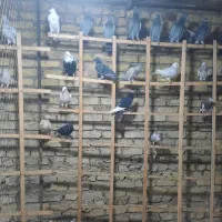 حیوان پرنده|پرنده|قزوین, |دیوار