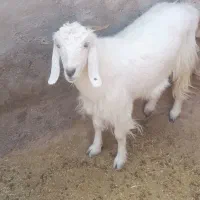 یه بز جملی زا چاق برای سر بریدن خوبه|حیوانات مزرعه|درمیان, |دیوار