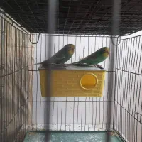 مرغ عشق مولد