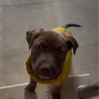 سگ پیتبول ماده واکسن خورده