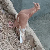 جفت رنگه
