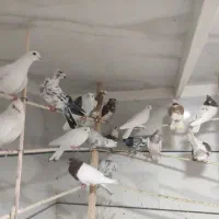 کبوتر کفتر|پرنده|خرمدره, |دیوار