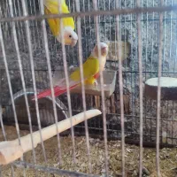 طوطی گرینچیک،سانچیک و ردچیک