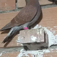 کفتر سرخ دورگ|پرنده|گرگان, |دیوار