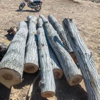 خرید و فروش اسلب گردو