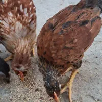 خروس