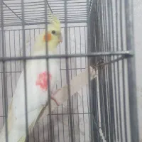 عروس هلندی|پرنده|مراغه, |دیوار