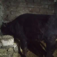 گاومیش ماده ابستن