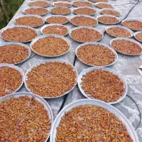 برگه آلو سیاه|خوردنی و آشامیدنی|شیراز, فضل‌آباد|دیوار