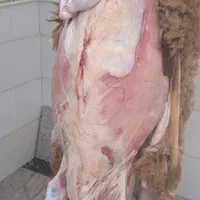 قصاب، سلاخ، حرفه ای سیاردرمحل