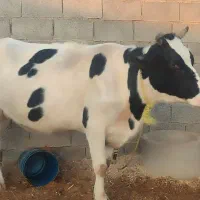 گاو خارجی نزدیک زایمان|حیوانات مزرعه|کرخه, |دیوار