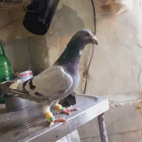 سه تا آلمانی درجه یک|پرنده|بردسکن, |دیوار